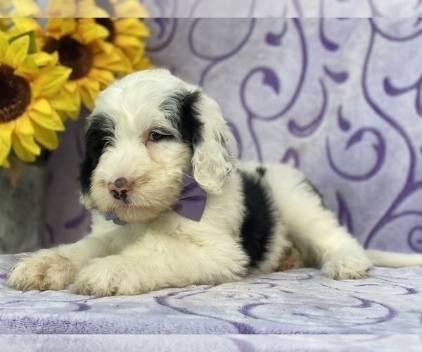 Medium Photo #2 Sheepadoodle Puppy For Sale in LANCASTER, PA, USA