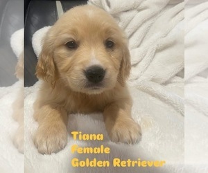 Medium Golden Retriever