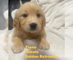 Puppy Tiana Golden Retriever