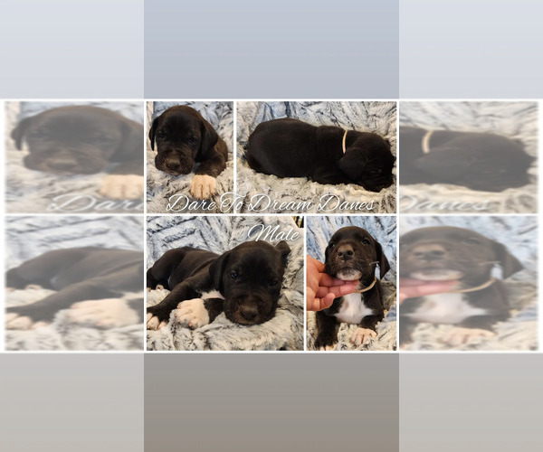 Medium Photo #1 Great Dane Puppy For Sale in RIDGEVILLE, IN, USA