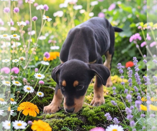 Medium Photo #2 Mutt Puppy For Sale in garner, NC, USA
