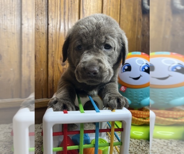 Medium Photo #1 Labrador Retriever Puppy For Sale in NEOLA, WV, USA