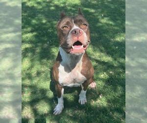 American Pit Bull Terrier-Unknown Mix Dogs for adoption in Texas City, TX, USA