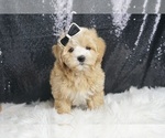 Puppy Mister F1 Maltipoo