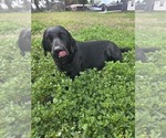 Small Photo #1 Labrador Retriever Puppy For Sale in TAMPA, FL, USA
