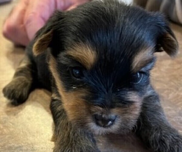 Medium Photo #1 Yorkshire Terrier Puppy For Sale in LAMAR, CO, USA