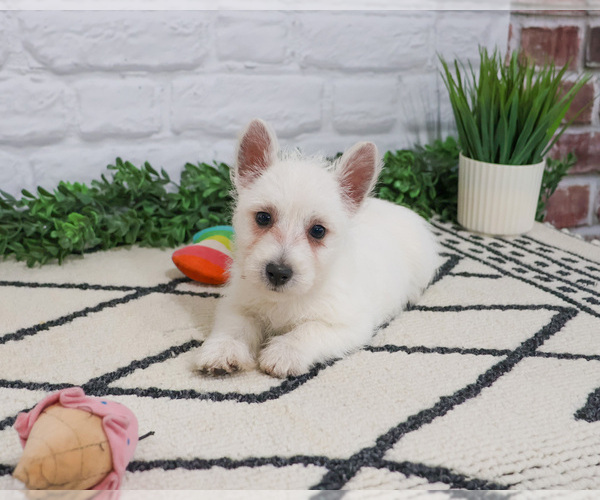 Medium Photo #14 West Highland White Terrier Puppy For Sale in SYRACUSE, IN, USA