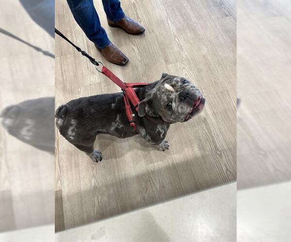 Medium Photo #1 Bulldog Puppy For Sale in Pearland, TX, USA