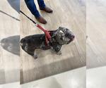 Small Bulldog