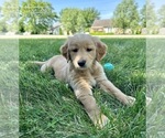 Small Photo #28 Golden Retriever Puppy For Sale in GREENFIELD, IN, USA