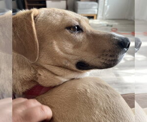 Kitchen - Female Mutt Dog for Adoption - Photo #39