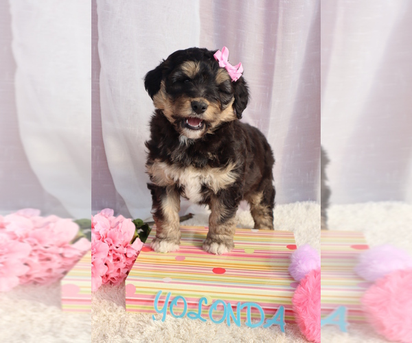 Medium Photo #3 Bernedoodle Puppy For Sale in ROCKY MOUNT, VA, USA