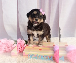 Small Photo #3 Bernedoodle Puppy For Sale in ROCKY MOUNT, VA, USA
