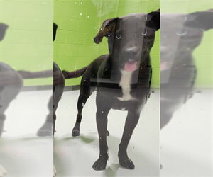 Labsky Dogs for adoption in Temple, TX, USA