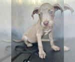 Small American Staffordshire Terrier Mix