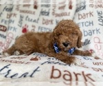Small #5 Cockapoo (Miniature)