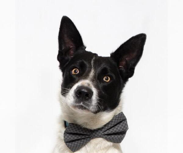 Medium Photo #1 Border Collie Puppy For Sale in Santa Barbara, CA, USA