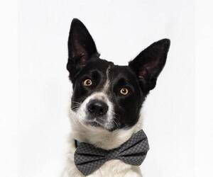 Border Collie Dogs for adoption in Santa Barbara, CA, USA