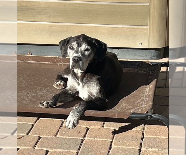 Medium Photo #2 Labrador Retriever-Unknown Mix Puppy For Sale in Queen Creek, AZ, USA