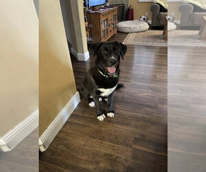 Labrador Retriever-Unknown Mix Dogs for adoption in San Diego, CA, USA