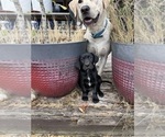 Small #6 German Shorthaired Lab