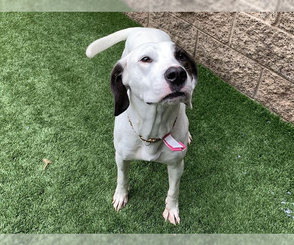 Medium Photo #2 Pointer-Unknown Mix Puppy For Sale in Moreno Valley, CA, USA