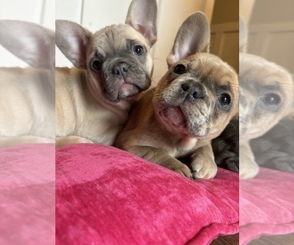 Medium Photo #3 French Bulldog Puppy For Sale in VIRGINIA BEACH, VA, USA