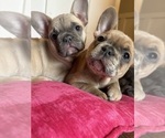 Small #2 French Bulldog