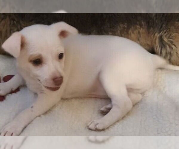 Medium Photo #2 Dachshund-Unknown Mix Puppy For Sale in San Bernardino, CA, USA
