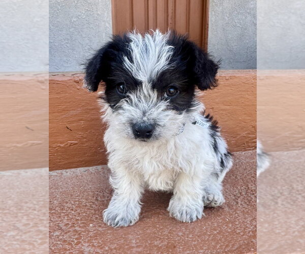 Medium Photo #1 Mutt Puppy For Sale in Marina Del Rey, CA, USA