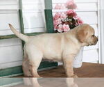 Small Photo #3 Labrador Retriever Puppy For Sale in STANLEY, NY, USA