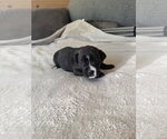 Small #4 American Staffordshire Terrier Mix