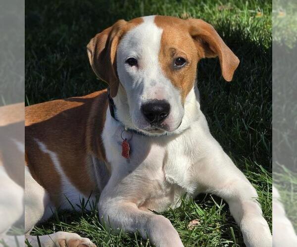 Medium Photo #1 Labrador Retriever-Unknown Mix Puppy For Sale in San Diego, CA, USA
