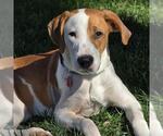 Toggle - (Medical) - Male Labrador Retriever-Unknown Mix Dog for Adoption - Small photo