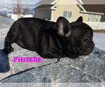 Small Photo #3 French Bulldog Puppy For Sale in CLARKSTON, UT, USA