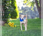 Small #3 Labrador Retriever Mix