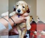 Small Photo #6 Goldendoodle Puppy For Sale in WINDER, GA, USA