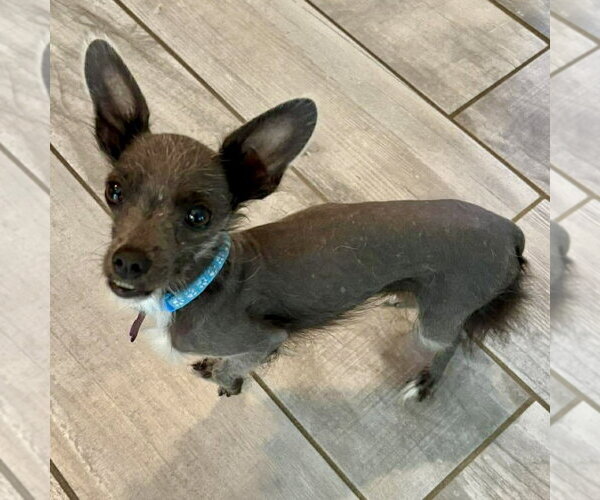 Medium Photo #2 Mutt Puppy For Sale in Spring Lake, NC, USA