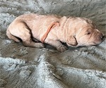 Small Photo #96 Goldendoodle Puppy For Sale in PHOENIX, AZ, USA