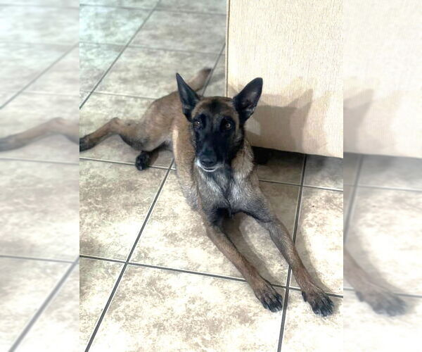 Medium Photo #1 Mutt Puppy For Sale in San Diego, CA, USA