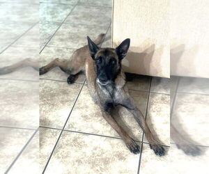 Mutt Dogs for adoption in San Diego, CA, USA