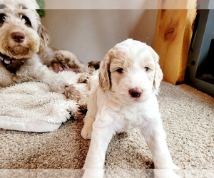 Goldendoodle Puppy for sale in ENUMCLAW, WA, USA