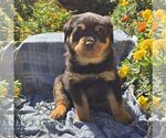 Nyx - Male Rottweiler Puppy for Sale - Photo #3