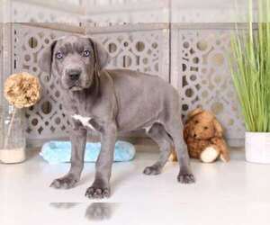 Great Dane Puppy for sale in MOUNT VERNON, OH, USA