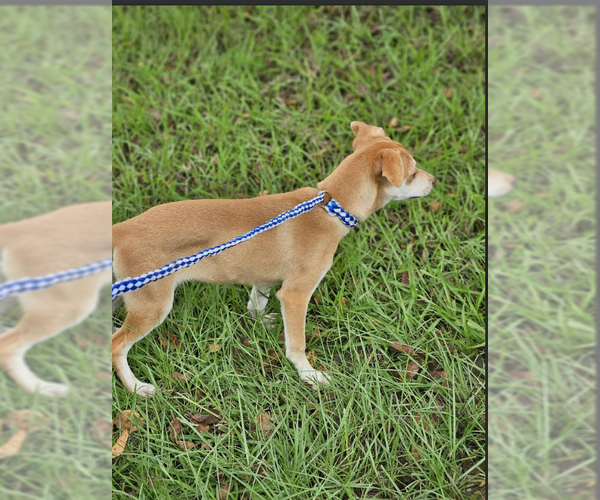 Medium Photo #5 Chiweenie Puppy For Sale in Cranston, RI, USA