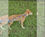 Small #4 Chiweenie