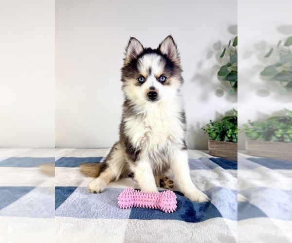 Medium Photo #1 Pomsky Puppy For Sale in GREENFIELD, IN, USA