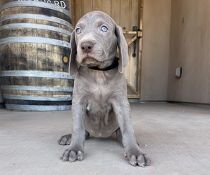 Medium Weimaraner