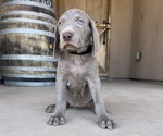 Puppy Black Weimaraner
