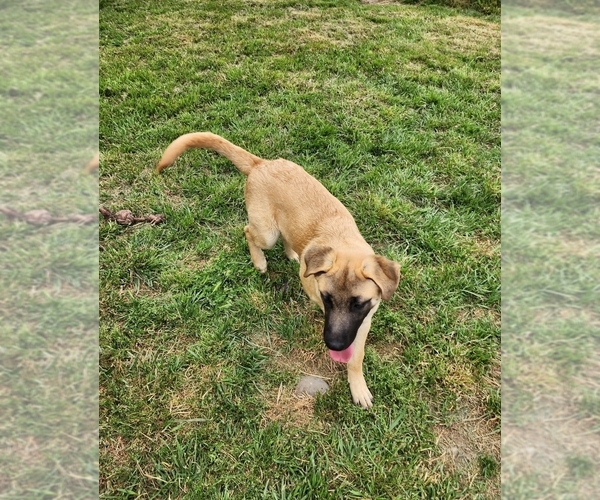 Medium Photo #11 Akita-German Shepherd Dog Mix Puppy For Sale in GRANTS PASS, OR, USA